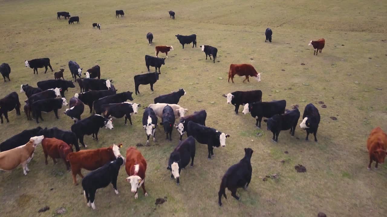 Il bestiame al pascolo in un campo