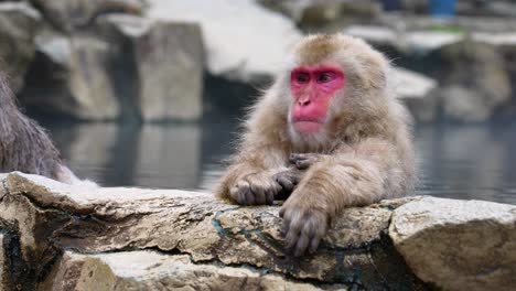 close-up shot of a japanese macaques monkey in a hot spring at jigokudani park