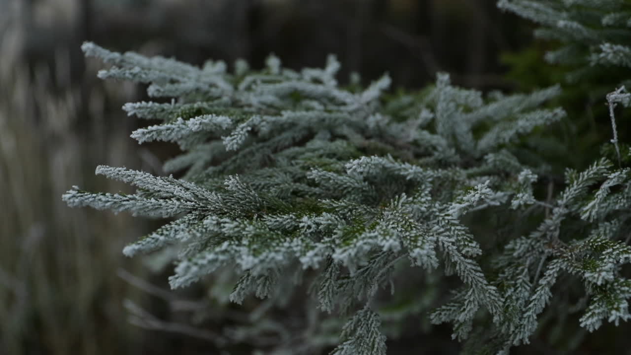 배경에 짙은 안개가 낀 동안 신선한 아이싱으로 덮인 침엽수 나무의 전망