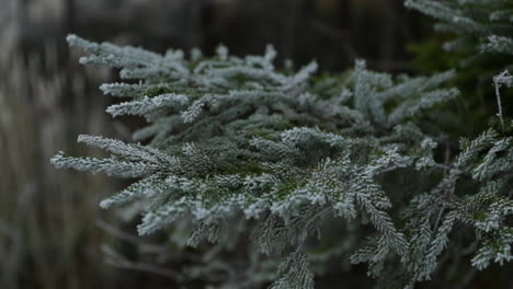 Blick-Auf-Nadelbäume,-Die-Bei-Dichtem-Nebel-Im-Hintergrund-Mit-Frischem-Zuckerguss-Bedeckt-Sind