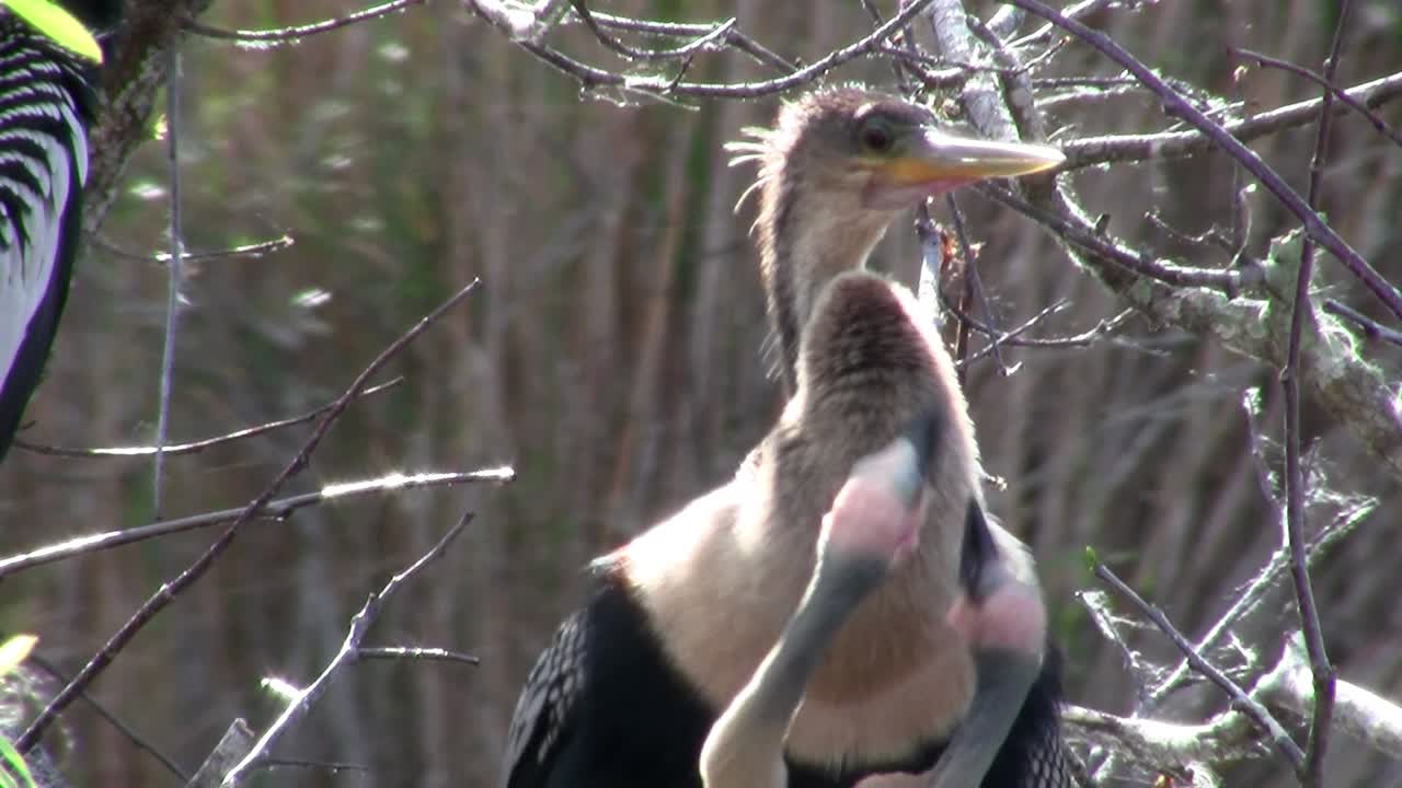 красивые черно-белые птицы, гнездящиеся в эверглейдс 5