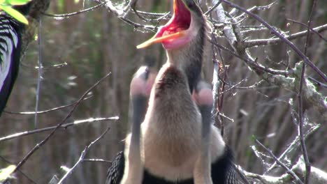 hermosos pájaros blancos y negros que anidan en los everglades 5