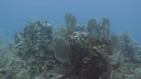 cozumel dive 02