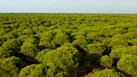 Vista-Aérea-Sobre-El-Denso-Bosque-De-Pinos-De-Parasol-De-El-Rompido-Llegando-Al-Horizonte