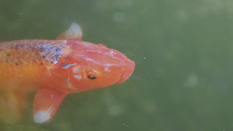 koi fish swimming gracefully in cloudy water