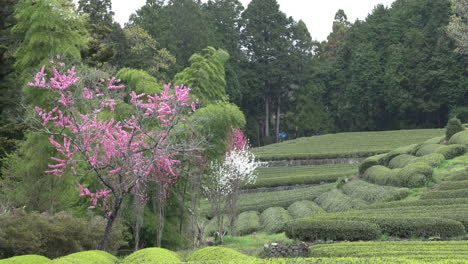 Hintergrund-Der-Teeplantagen-In-Japan-An-Einem-Bewölkten-Tag