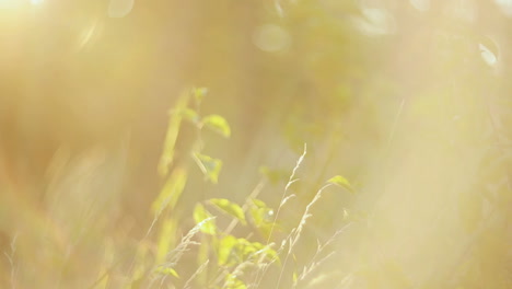 grass field with sunlight. nature background with green grass and sunlight