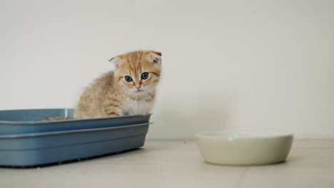 gatito de jengibre en su inodoro, al lado de su tazón