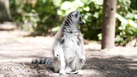sentada masculina de lémur de cola anillada en el suelo del bosque de madagascar