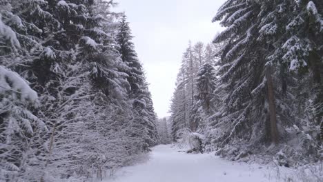 POV-car-ride-on-snowy-road-in-frosty-pine-forest-on-a-cold,-winter-day---FPV,-drivers-point-of-view