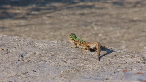 close up of a sicilian wall lizard pooping on the rock under the sunlight