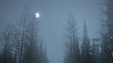 looped animation of flying through a scary forest with moon