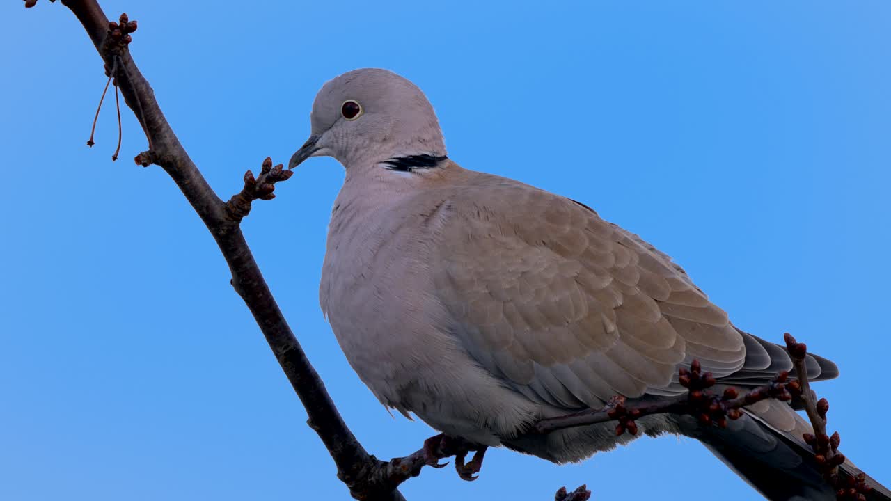 hermosa paloma salvaje sentada en una percha de madera y disfrutando del hermoso clima al aire libre en la naturaleza