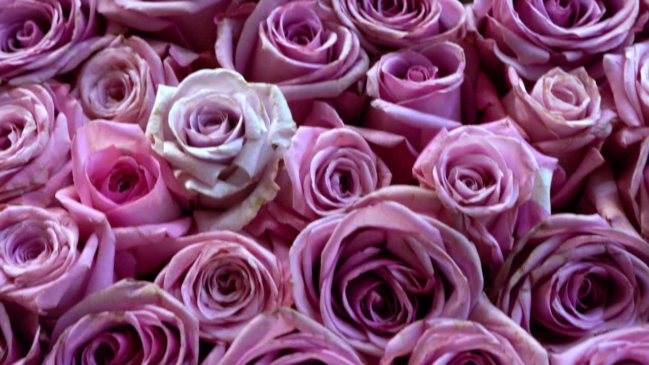 rosas naturales de fondo en primer plano