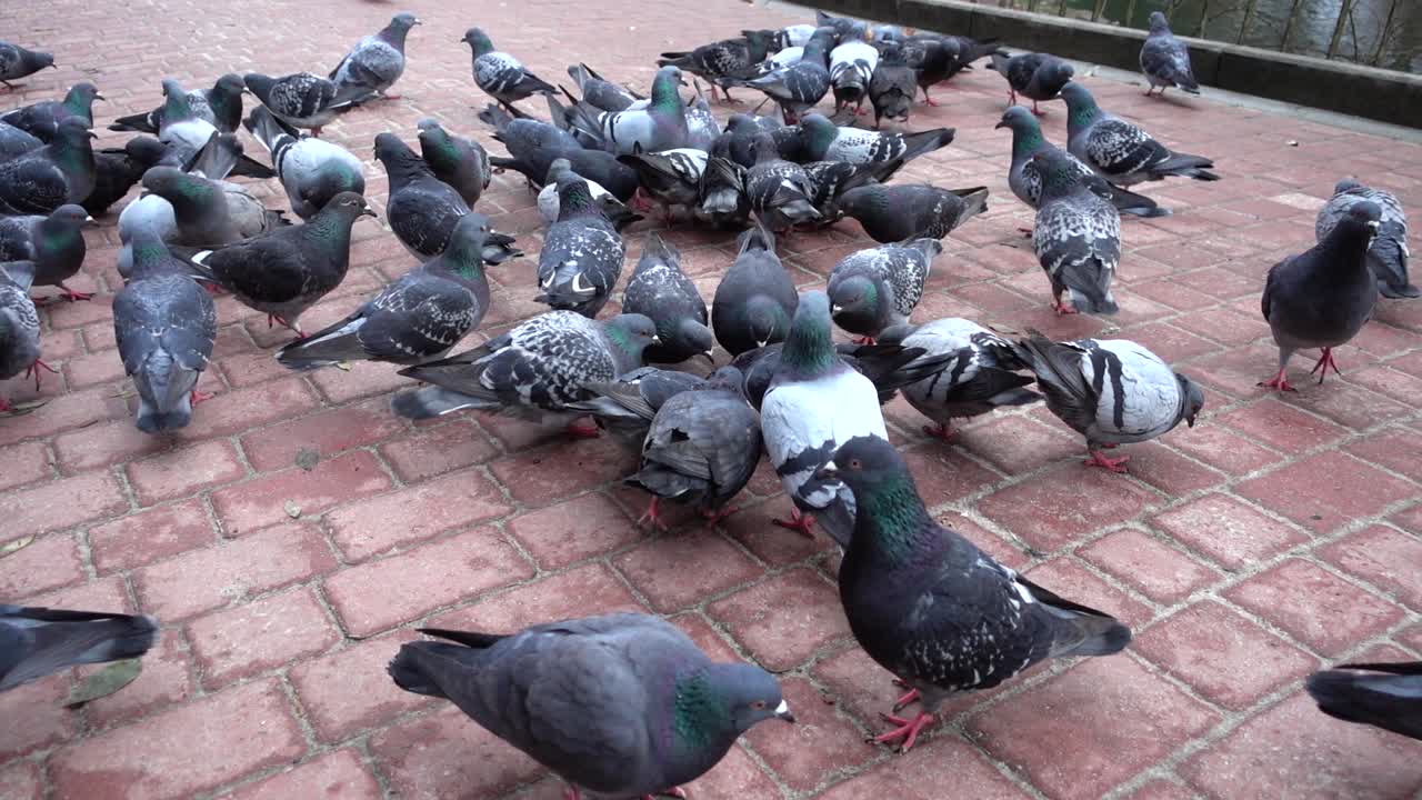 Pombos no parque. Câmera lenta