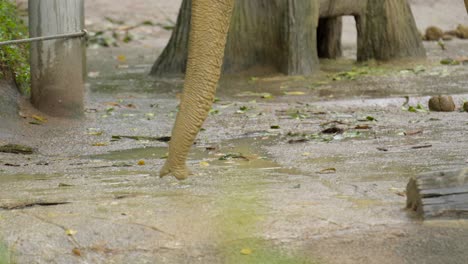 Baby-Asiatischer-Elefantenrüssel-Nahaufnahme-Schlammbad-Singapur-Zoo