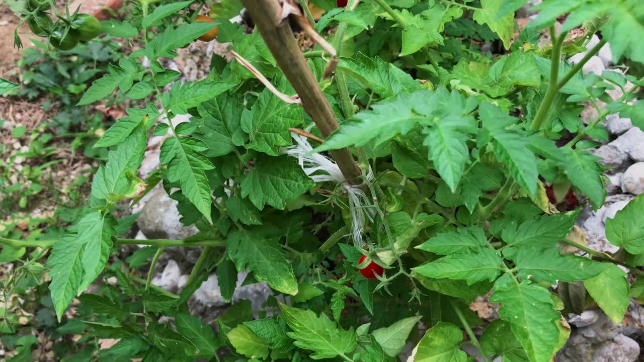 Zooming in ripe organically grown fresh cherry tomatoes in lush garden