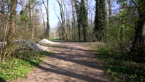 a forward movement on a forest path with trees and cairns in springtime