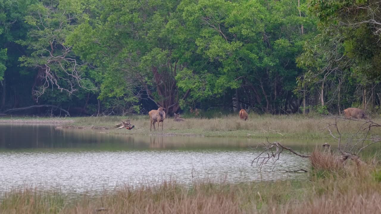 Seen standing at the edge of the lake linking its back, a Junglefowl forages around it as other individuals graze around, Sambar Deer, Rusa unicolor, Phu Khiao Wildlife Sanctuary, Thailand.