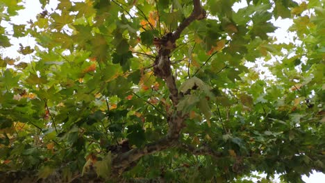 bajo las ramas y las hojas gruesas de los árboles arce real, acer platanoids, arce noruego que cubre el cielo azul en un día soleado de verano, tiro que viaja hacia adelante, vista hacia arriba-1