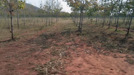 Rubber-tree-plantation