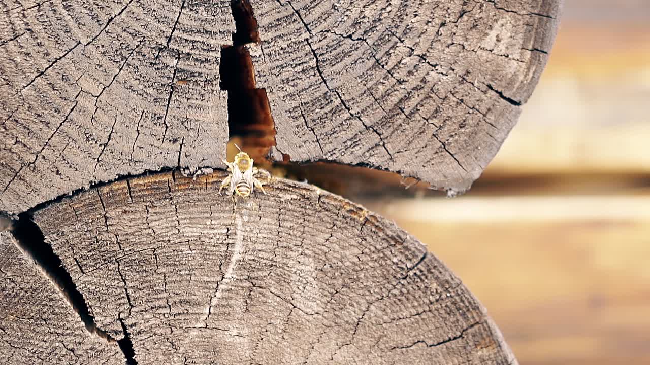 Makro. Slowmotion af en bi, der bygger rede mellem bjælkerne i sommerhuset, mens den renser sine følehorn.