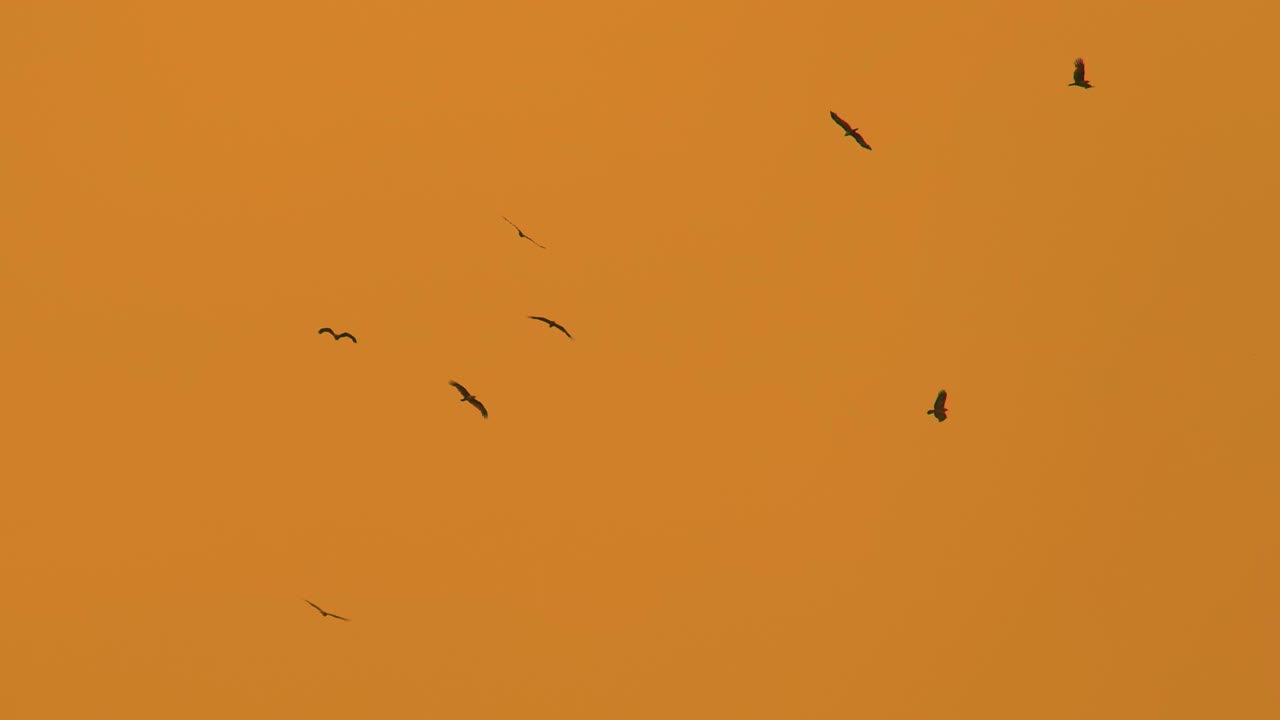 오렌지색 해가 지는 하늘을 향해 날아다니는 새들, 아래에서 볼 수 있는 모습