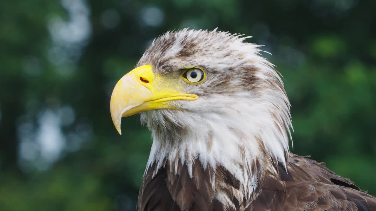 acérquese a una hermosa águila observando de cerca su entorno, cierre