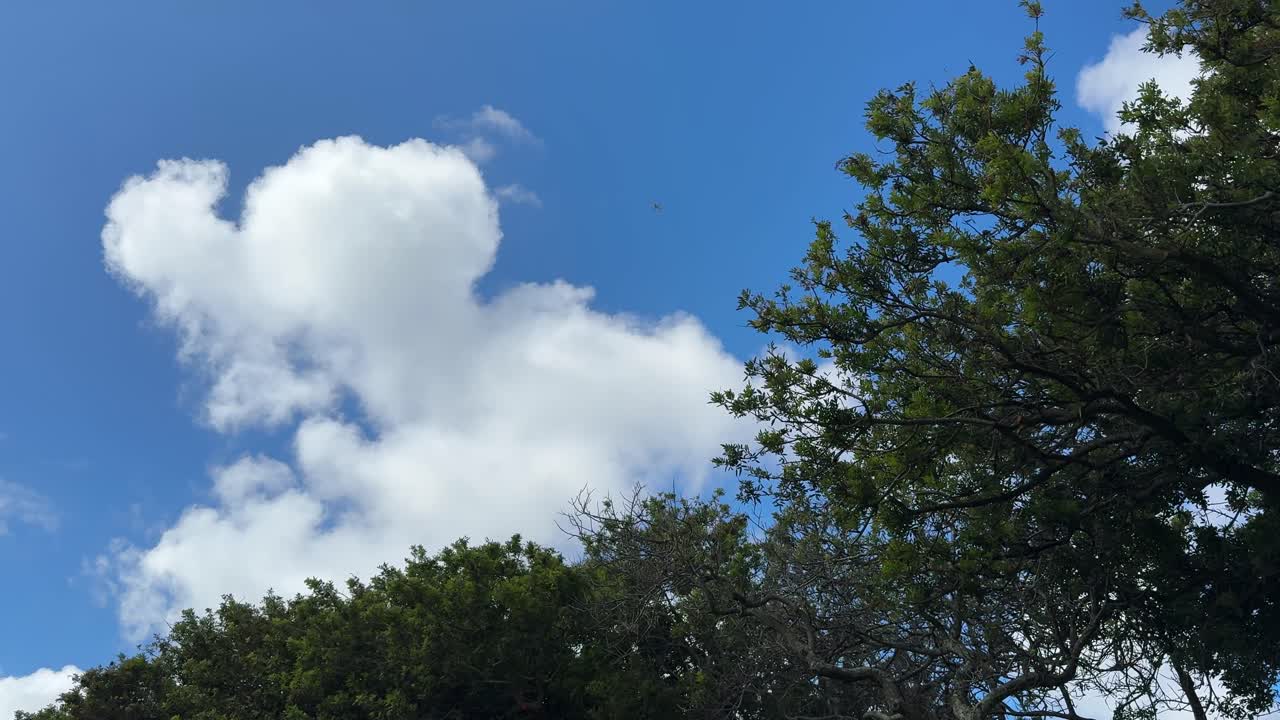 구름 과 나무 가 있는 파란 하늘