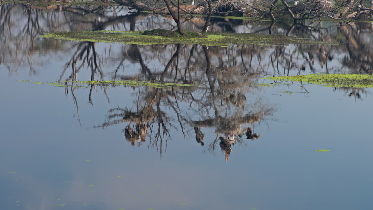 Flock of juvenile painted storks sitting on the tree branch with mirror reflection falling on the pond water surface in keoladeo bird sanctuary, India.