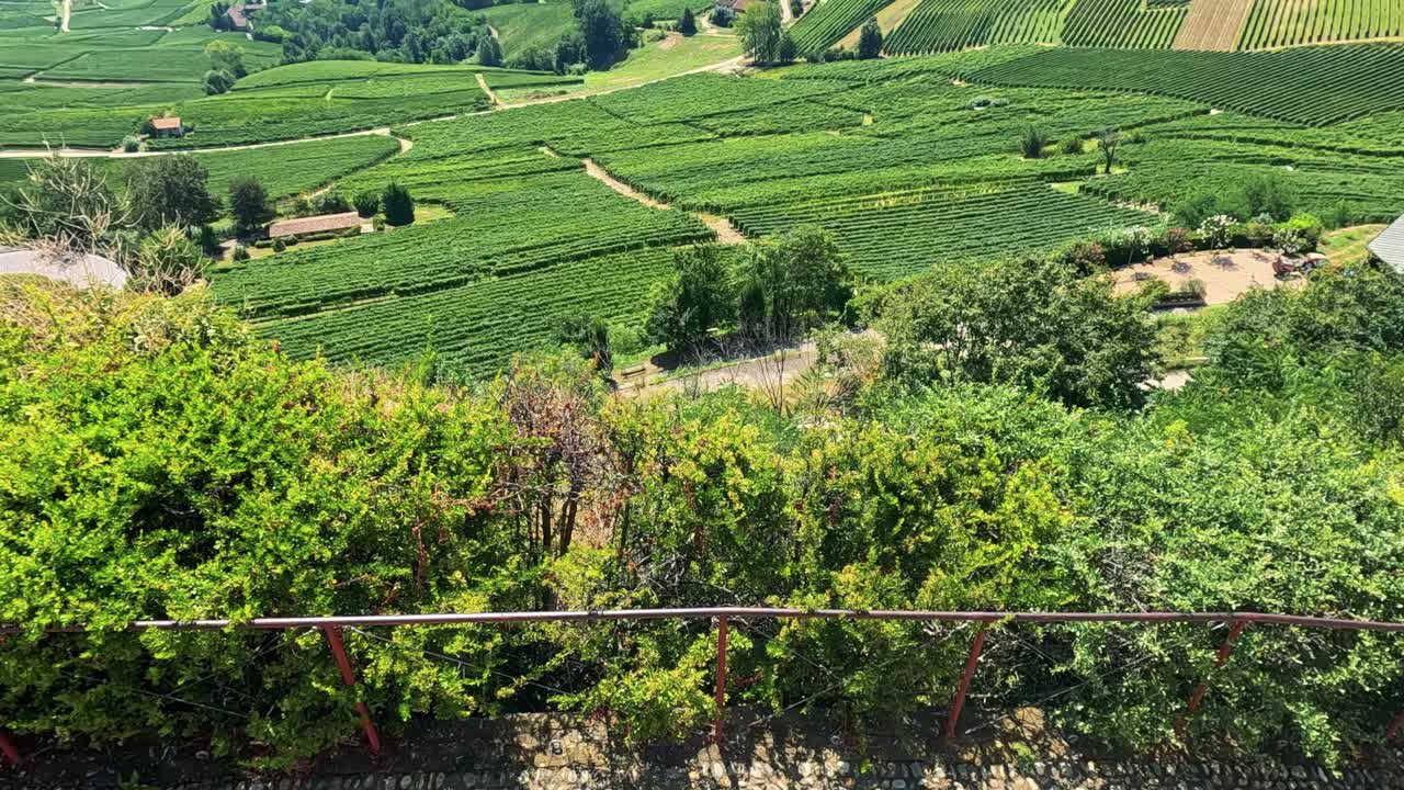 los viñedos exuberantes se extienden a través de las colinas onduladas