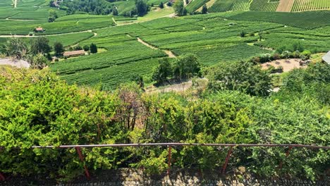lush vineyards stretch across rolling hills