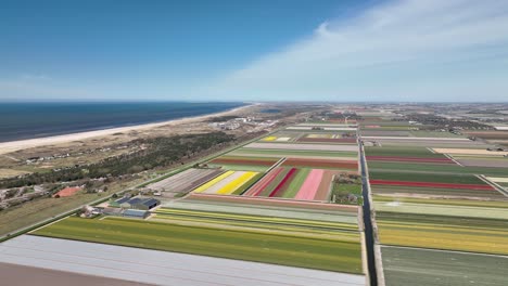 Campos-De-Tulipanes-En-Los-Países-Bajos-8---Temporada-De-Primavera-De-Holanda-Del-Norte---Droneview-Estabilizado-En-4k