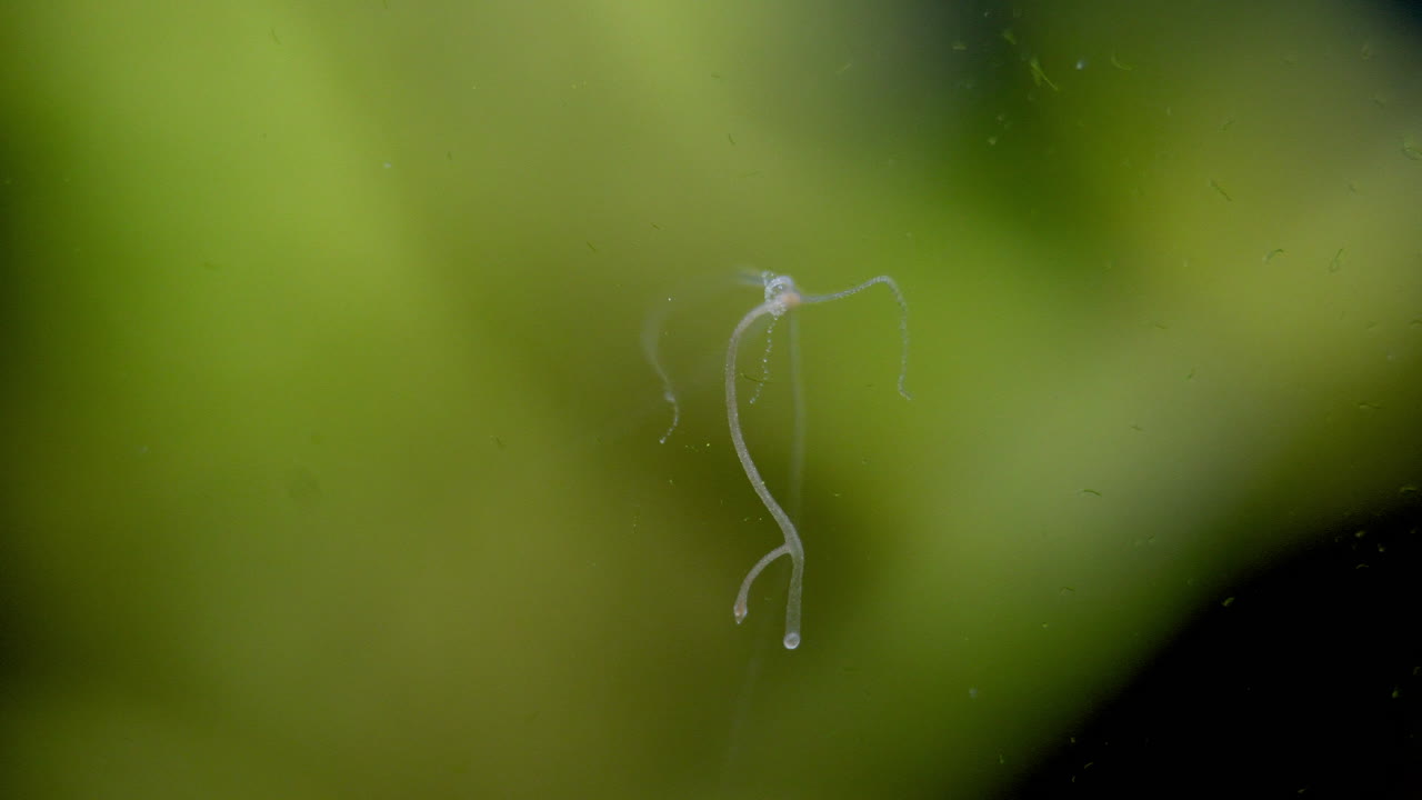 hidra, un diminuto animal de agua dulce, mueve sus tentáculos y se reposiciona