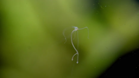 hydra, a tiny freshwater animal, moves its tentacles and repositions itself