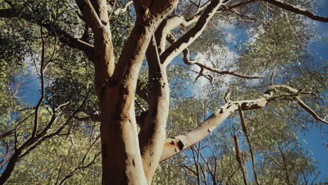 eucalipto en el centro rojo de australia