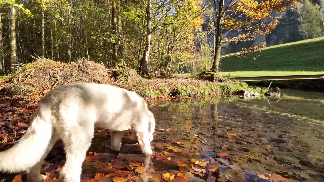 Happy dog labradoodle outdoor drinking water from forest pond lake Switzerland autumn