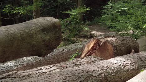 fresh woodland tree logs cut along nature forest trail walk