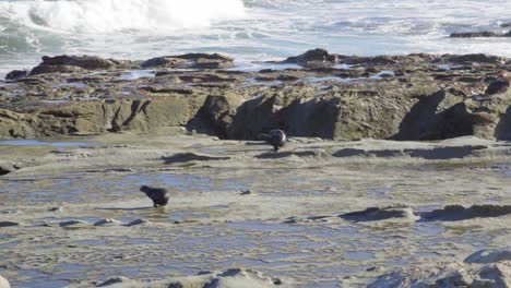 three fur seal pups running and playing along a flat section of rock