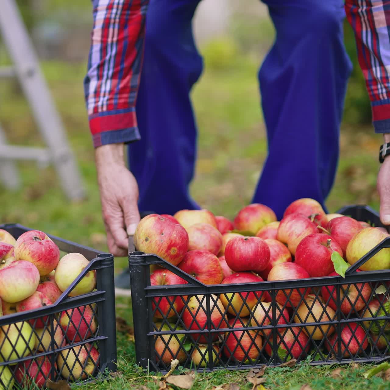 Delicious apples in drawers in autumn. Plastic boxes full of fresh fruit on grass in the garden. Farmer brings juicy ripe apples. Close-up