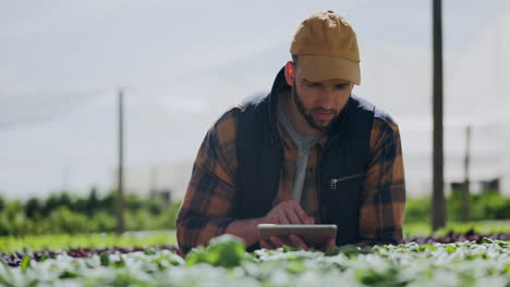 farmer using tablet to inspect crops in a greenhouse