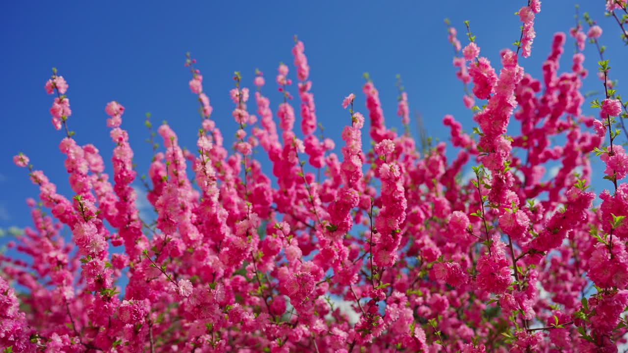 Pink Blossoms Against a Blue Sky