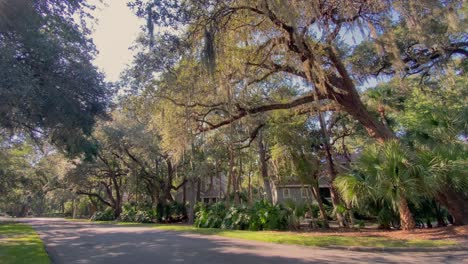 Under-beautiful-Virginia-live-oak-trees-with-spanish-moss-on-the-street-in-Hilton-Head,-South-Carolina