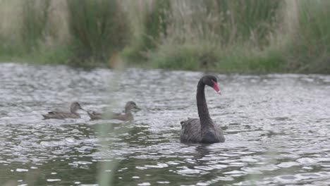 Schwarzer-Schwan-Im-See.-Zeitlupe