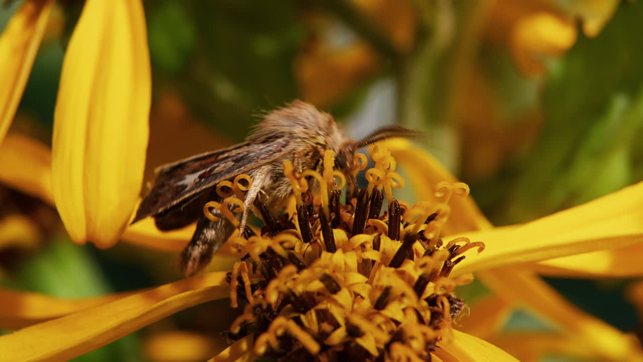 una polilla alimentándose de una flor y polinizando, macro en primer plano