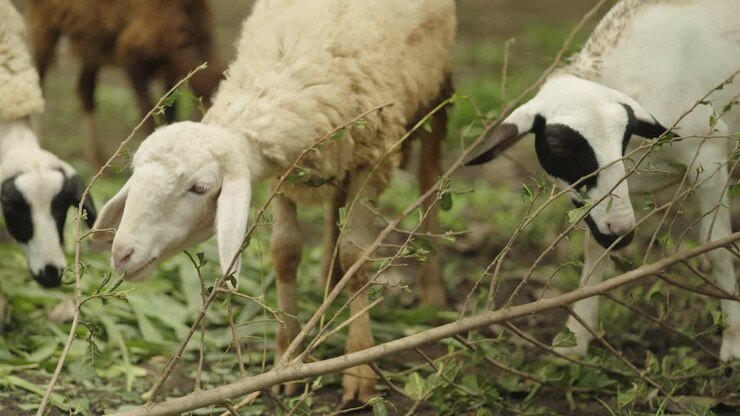 Pecore che masticano foglie giovani dai rami degli alberi