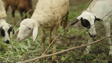 sheep chewing off juvenile leaves from tree branches