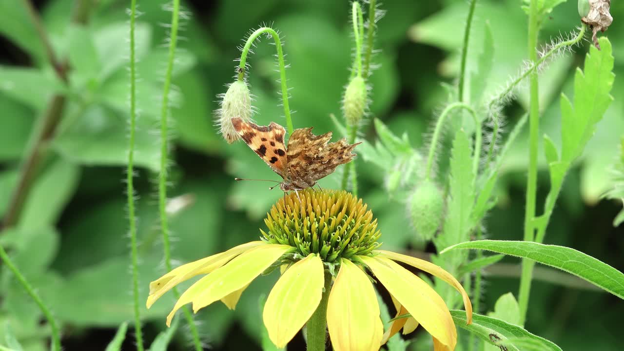 Proboscis of comma butterfly feeding on nectar of yellow coneflower