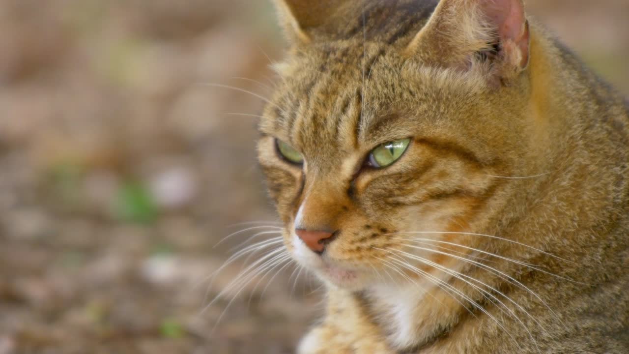 primer plano de un gato tabby marrón con ojos verdes