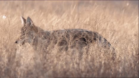 Coyote-(Canis-Latrans)-In-Tall-Light-Brown-Grass-At-Yellowstone-National-Park-B-Roll